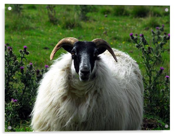 Scottish sheep Acrylic by Lisa Shotton