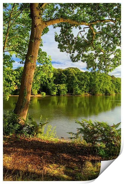 Chard Reservoir Summer Reflections Print by Darren Galpin