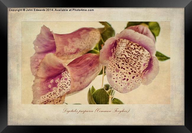 Foxglove Textures Framed Print by John Edwards