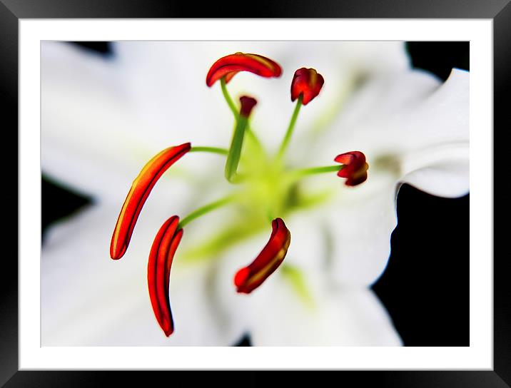 Closeup Flower Stamen Macro Framed Mounted Print by Dave Frost