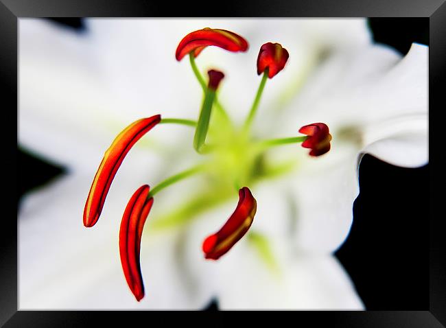 Closeup Flower Stamen Macro Framed Print by Dave Frost