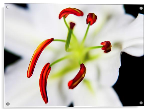 Closeup Flower Stamen Macro Acrylic by Dave Frost