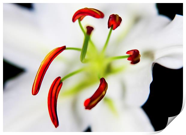 Closeup Flower Stamen Macro Print by Dave Frost