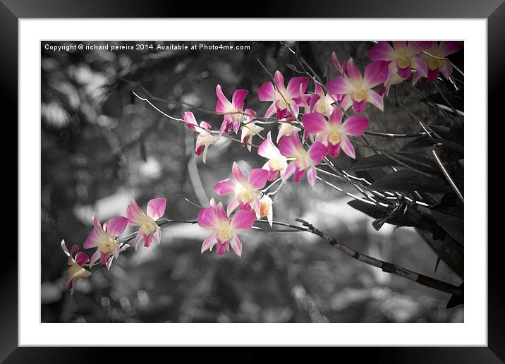 Purple and white Orchid Framed Mounted Print by richard pereira