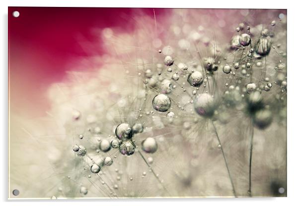 Cherry Dandy Drops Acrylic by Sharon Johnstone