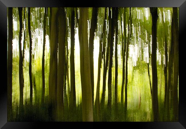 The Enchanted Wood Framed Print by richard pereira