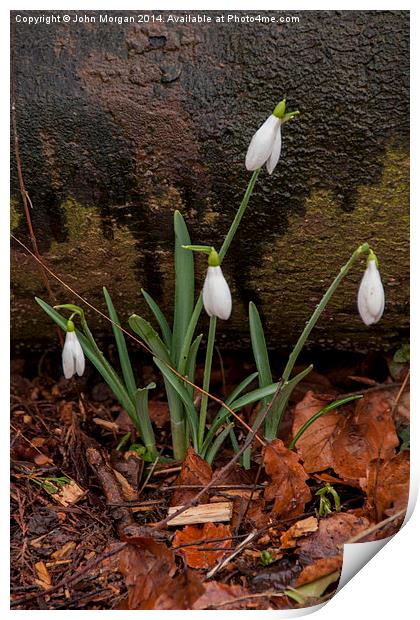 Snowdrops. Print by John Morgan