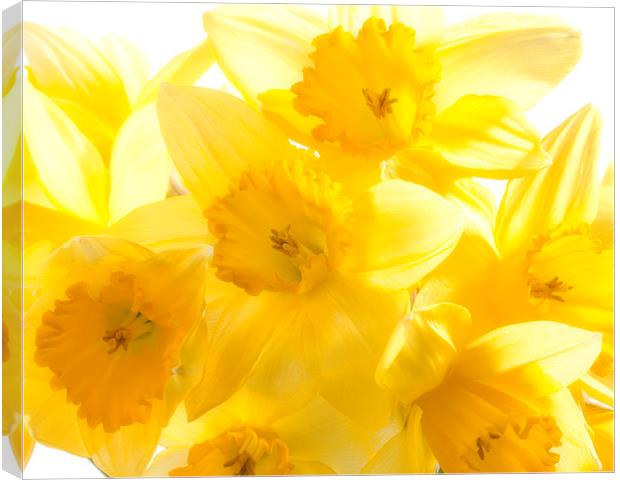 Daffodils Canvas Print by Graham Moore