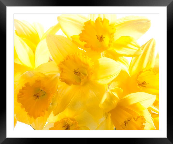 Daffodils Framed Mounted Print by Graham Moore