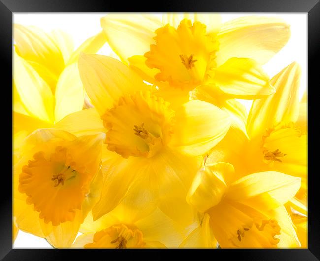 Daffodils Framed Print by Graham Moore