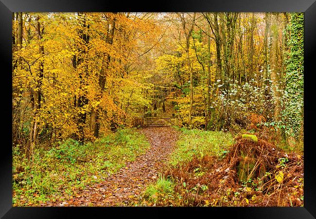 Autumn colours, woodland walk, November 2013 Framed Print by Hugh McKean