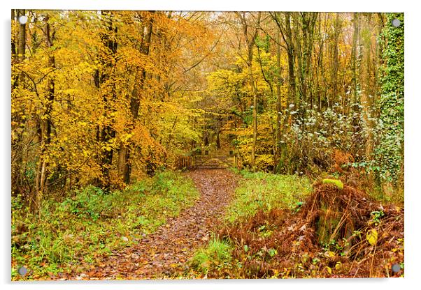Autumn colours, woodland walk, November 2013 Acrylic by Hugh McKean