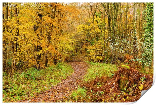 Autumn colours, woodland walk, November 2013 Print by Hugh McKean