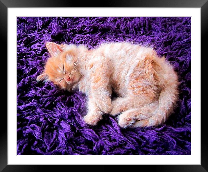 Sleepy Kitten Framed Mounted Print by kelly Draper