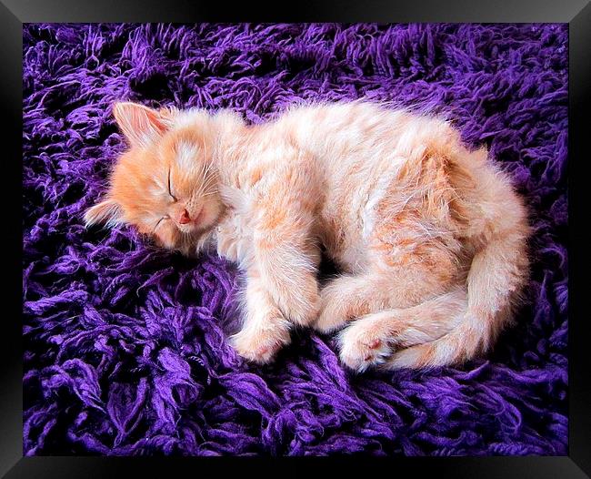 Sleepy Kitten Framed Print by kelly Draper
