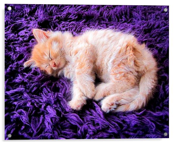 Sleepy Kitten Acrylic by kelly Draper