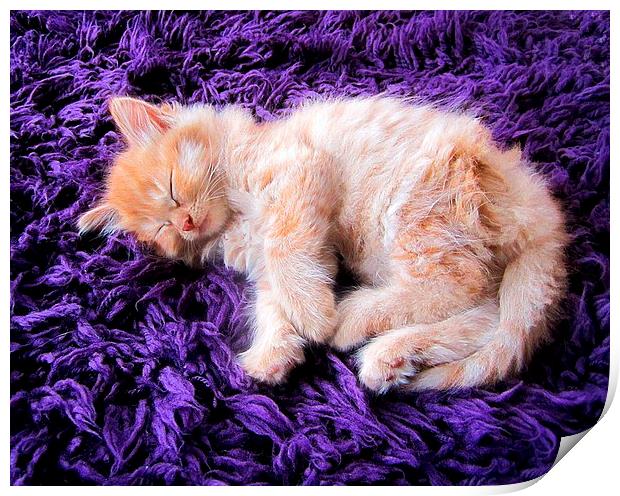 Sleepy Kitten Print by kelly Draper