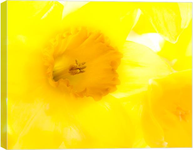 Daffodil Canvas Print by Graham Moore