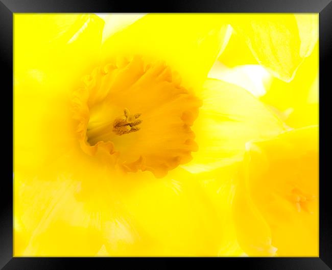 Daffodil Framed Print by Graham Moore