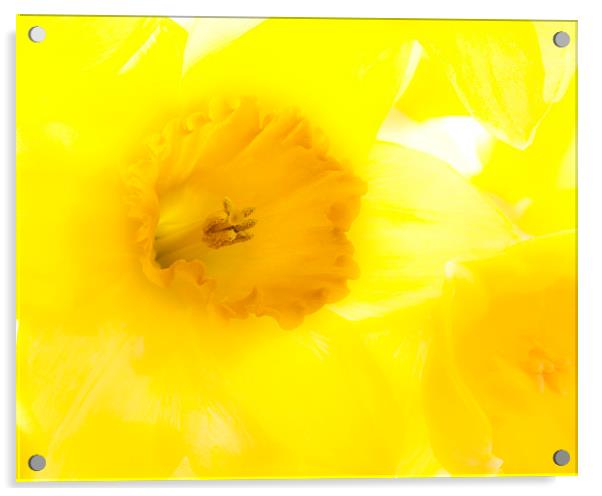 Daffodil Acrylic by Graham Moore