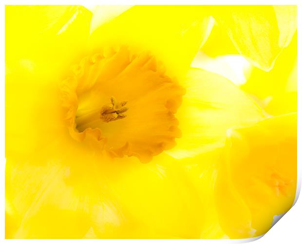 Daffodil Print by Graham Moore