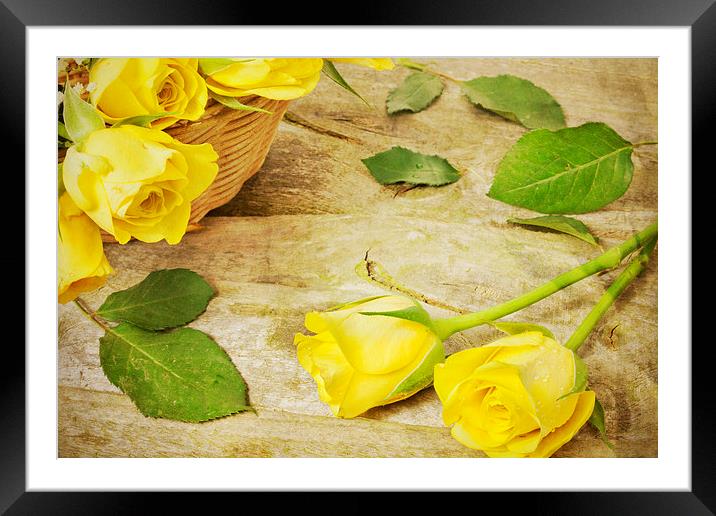 Yellow Roses Framed Mounted Print by Paula Connelly