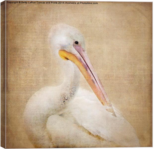 Pelican Preening Canvas Print by Betty LaRue