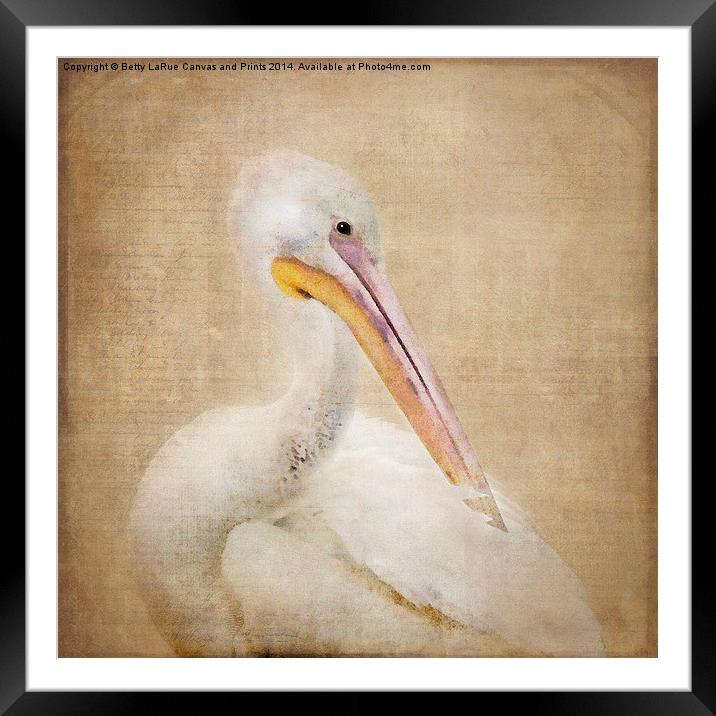 Pelican Preening Framed Mounted Print by Betty LaRue