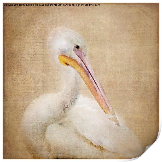 Pelican Preening Print by Betty LaRue