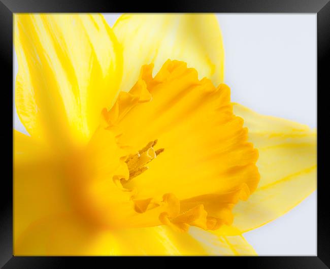 Daffodil flower Framed Print by Graham Moore