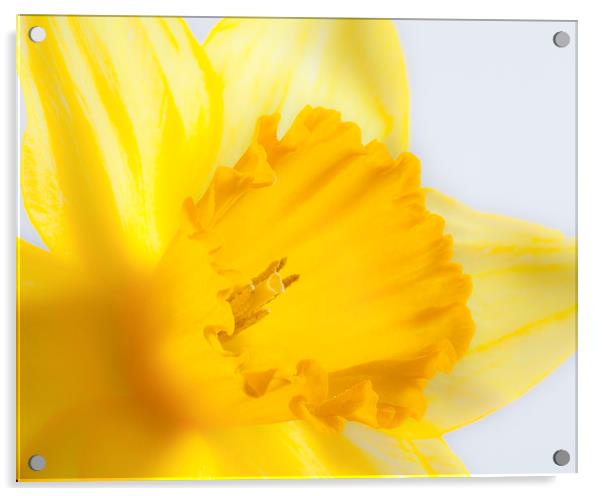 Daffodil flower Acrylic by Graham Moore
