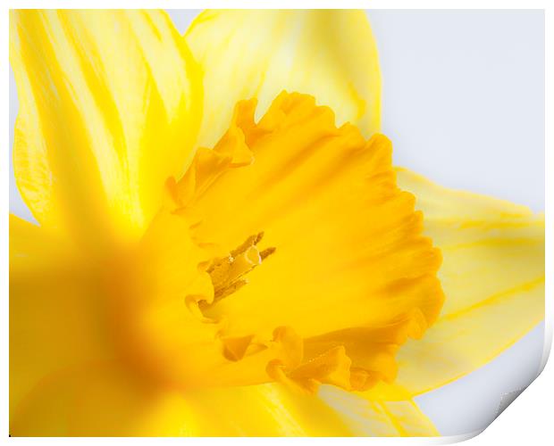 Daffodil flower Print by Graham Moore