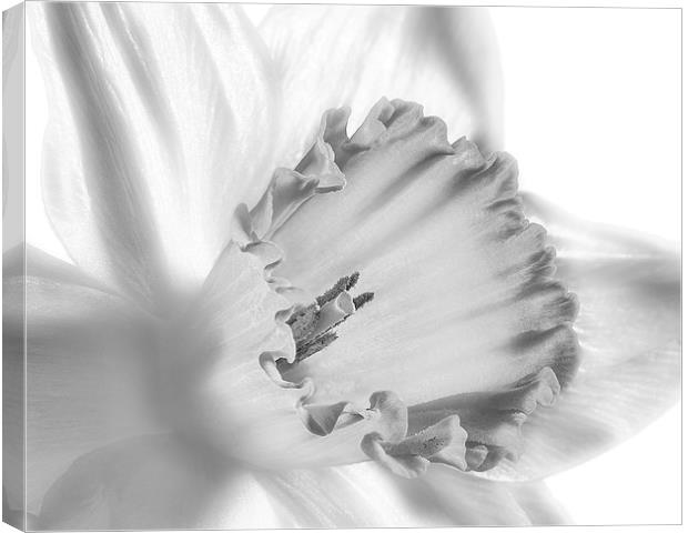 Daffodil flower, monochrome Canvas Print by Graham Moore