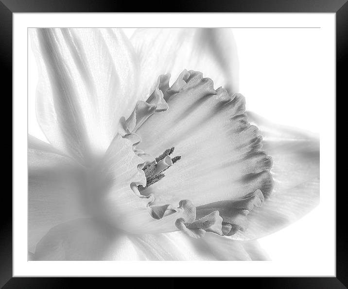 Daffodil flower, monochrome Framed Mounted Print by Graham Moore