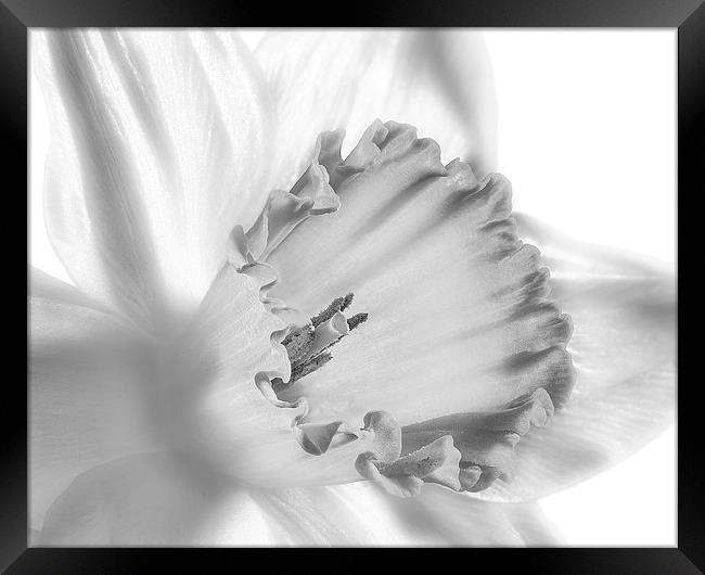 Daffodil flower, monochrome Framed Print by Graham Moore