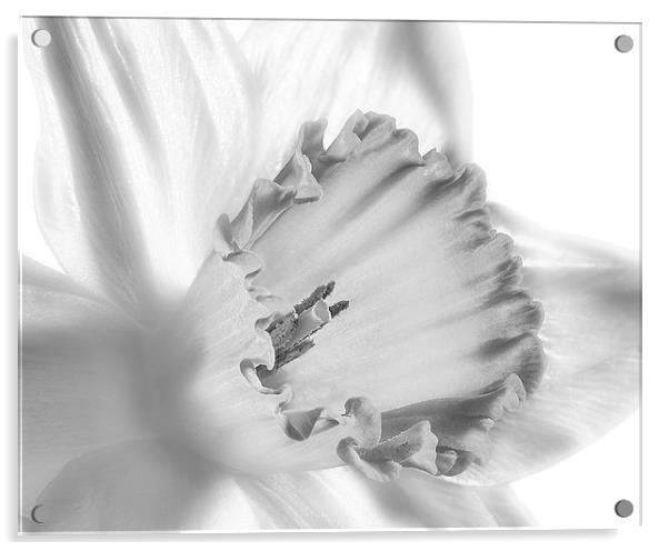 Daffodil flower, monochrome Acrylic by Graham Moore