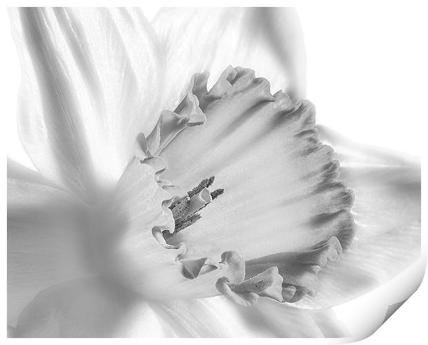 Daffodil flower, monochrome Print by Graham Moore