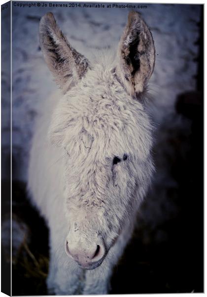 baby donkey Canvas Print by Jo Beerens
