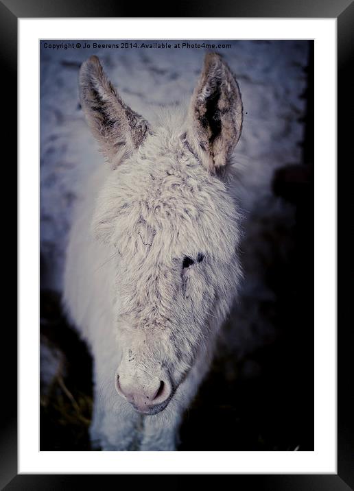 baby donkey Framed Mounted Print by Jo Beerens