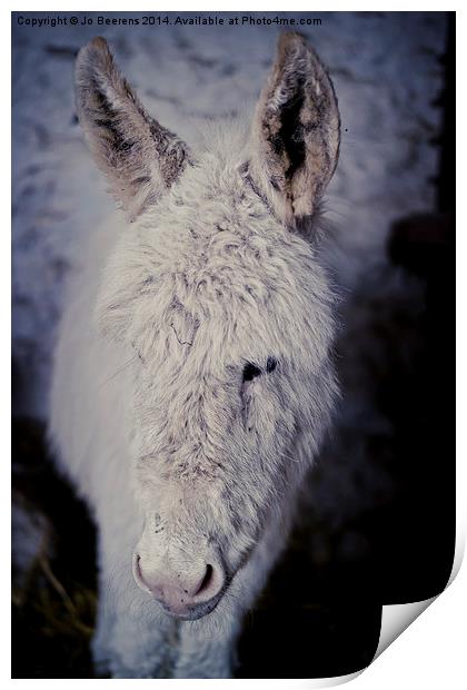 baby donkey Print by Jo Beerens