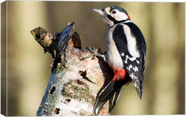 Greater Spotted Woodpecker Canvas Print by Pete Lawless