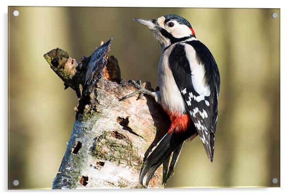 Greater Spotted Woodpecker Acrylic by Pete Lawless