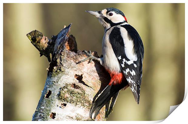 Greater Spotted Woodpecker Print by Pete Lawless