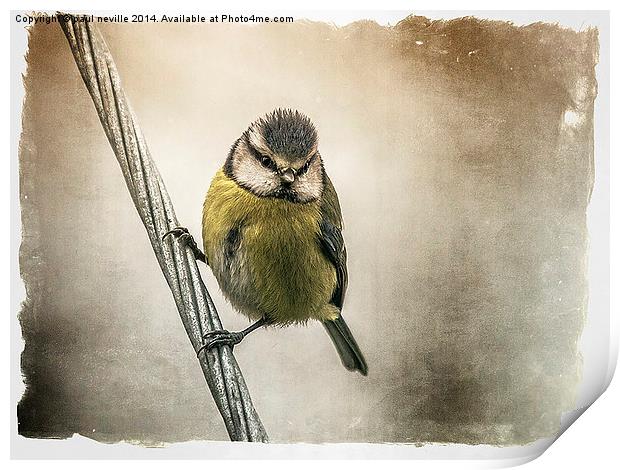 Blue Tit Print by paul neville