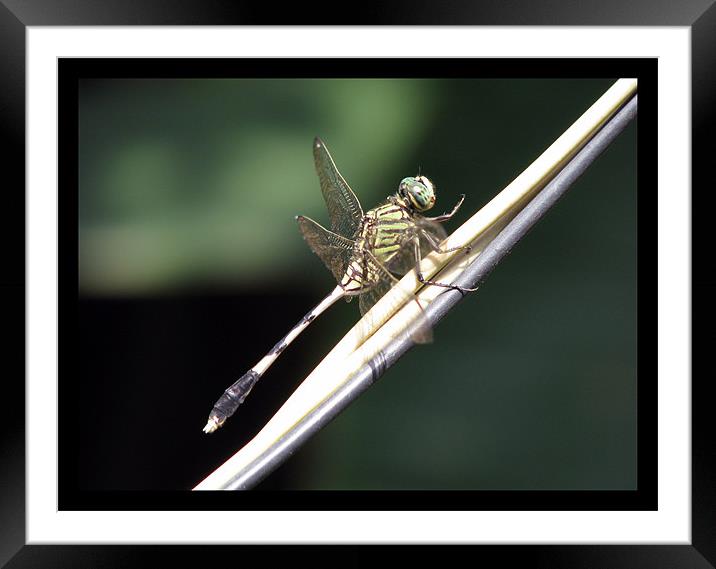 A dragonfly Framed Mounted Print by Susmita Mishra