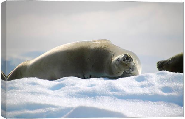 Crabeater Seal Enjoying the Sun Canvas Print by Carole-Anne Fooks