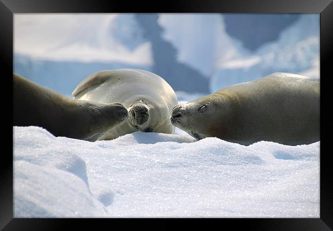 Crabeater Seals Enjoying the Sun Framed Print by Carole-Anne Fooks