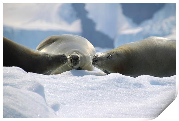 Crabeater Seals Enjoying the Sun Print by Carole-Anne Fooks