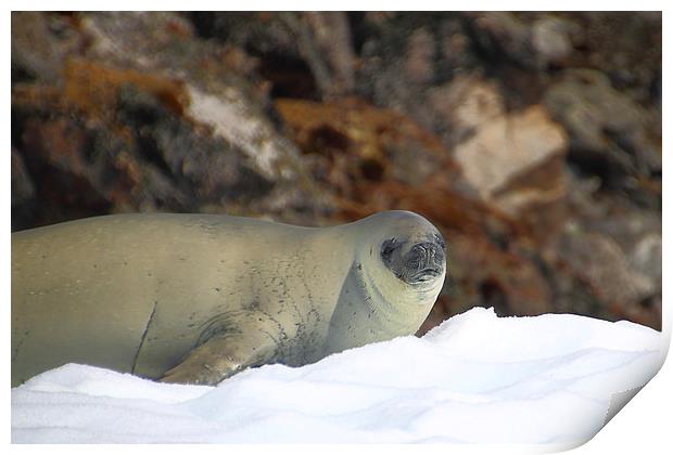 Crabeater Seal Enjoying the Sun Print by Carole-Anne Fooks