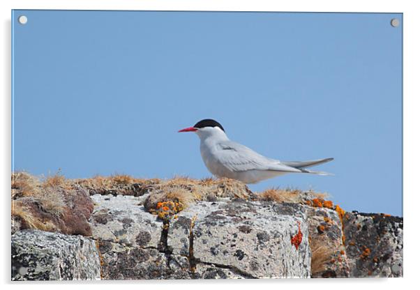 Antarctic Tern In The Rookery Acrylic by Carole-Anne Fooks
